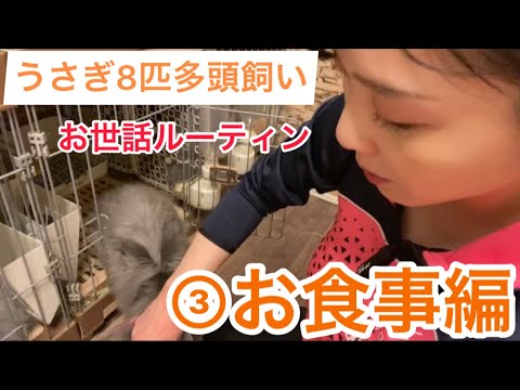 【うさぎ8匹多頭飼いルーティン】③お食事編