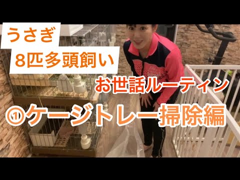 【うさぎ8匹多頭飼いルーティン】①ケージトレー掃除編