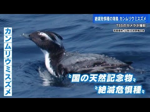 絶滅危機の海鳥「カンムリウミスズメ」瀬戸内海で遭遇　ＴＳＳのカメラが撮影