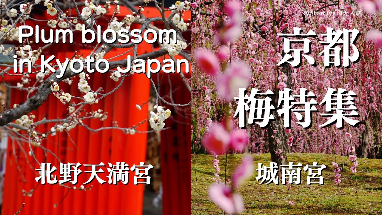 SUB【京都・梅】京都梅の名所 北野天満宮と城南宮 京都観光 京都散策 春の京都 Plum blossom in Kyoto Japan