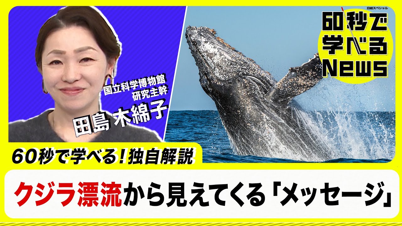 クジラ漂流から見えてくる「世界へのメッセージ」【60秒で学べるNews】（2023年2月8日）