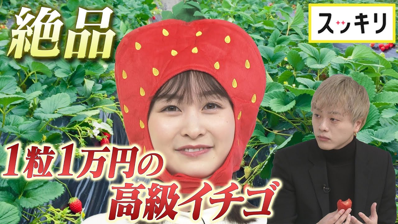 ＜もっとスッキリ＞イシケン 1粒1万円の高級イチゴ試食【切り抜き名場面】
