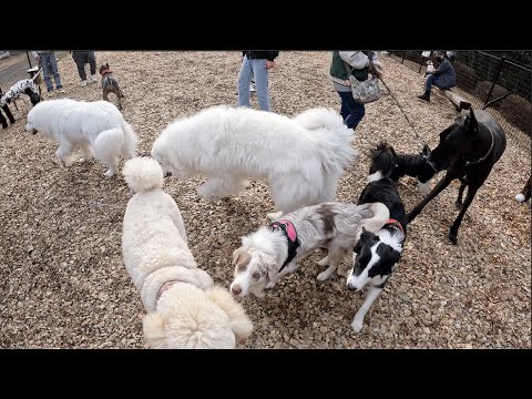 犬祭り会場の下見に行ったらパラダイスでした