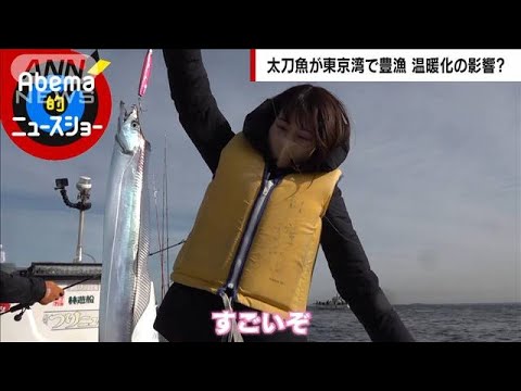 東京湾に異変…太刀魚が爆釣のワケ(2023年1月8日)