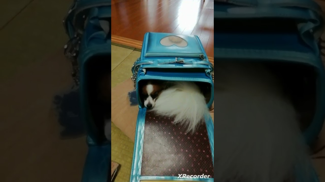 数分後、ランドセルがしまっていたので開けてみると...