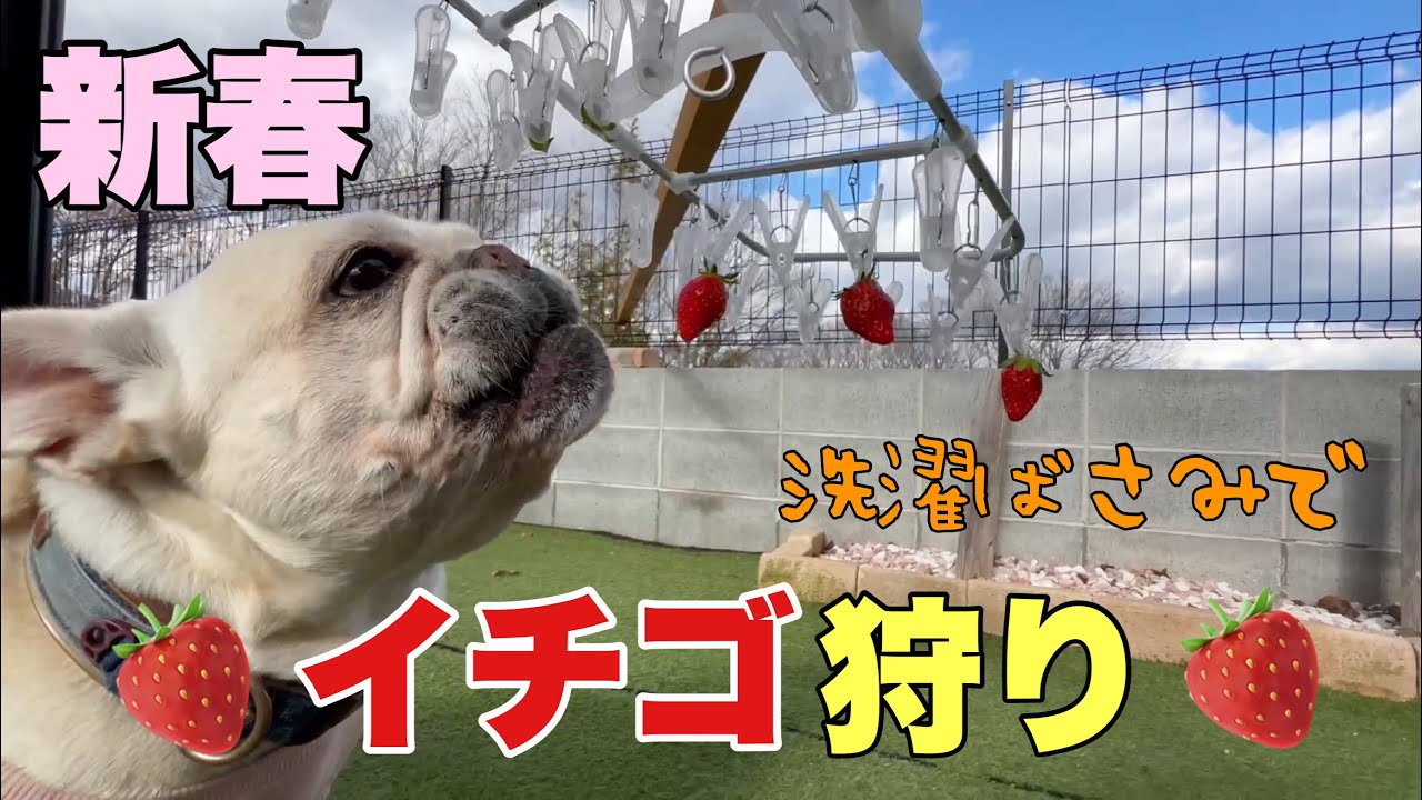 【新春お年玉企画】6兄弟でイチゴ狩りしてみたら⁉あれれ？