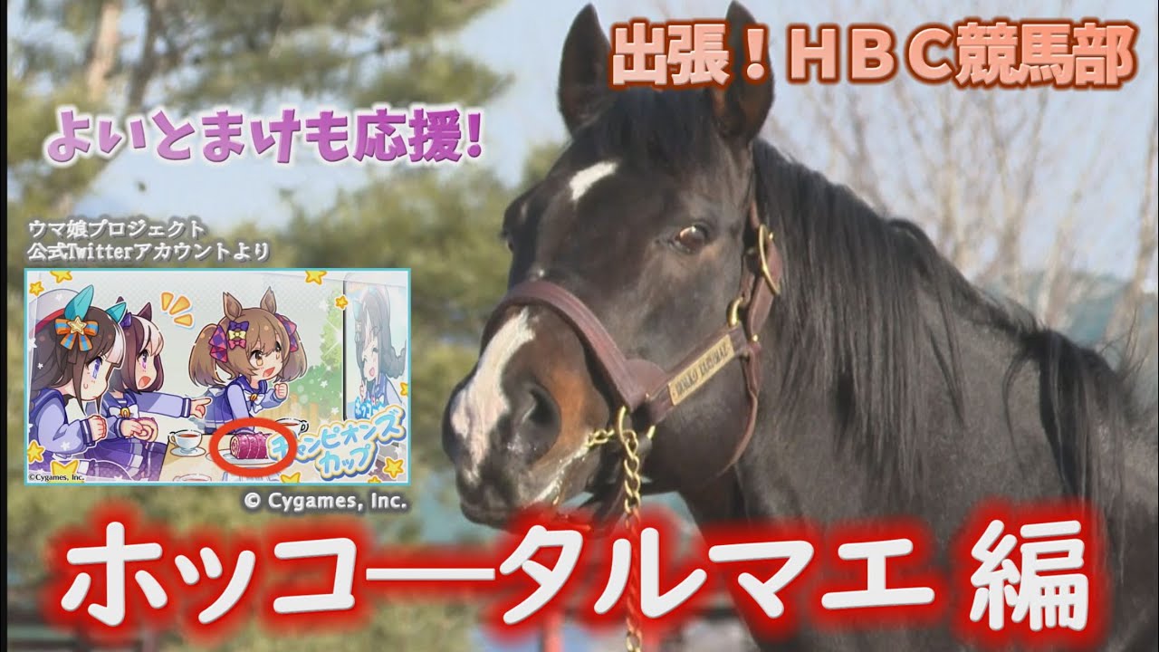 【ホッコータルマエ】会いに行ってきたらその姿…圧巻！ウマ娘に新登場！