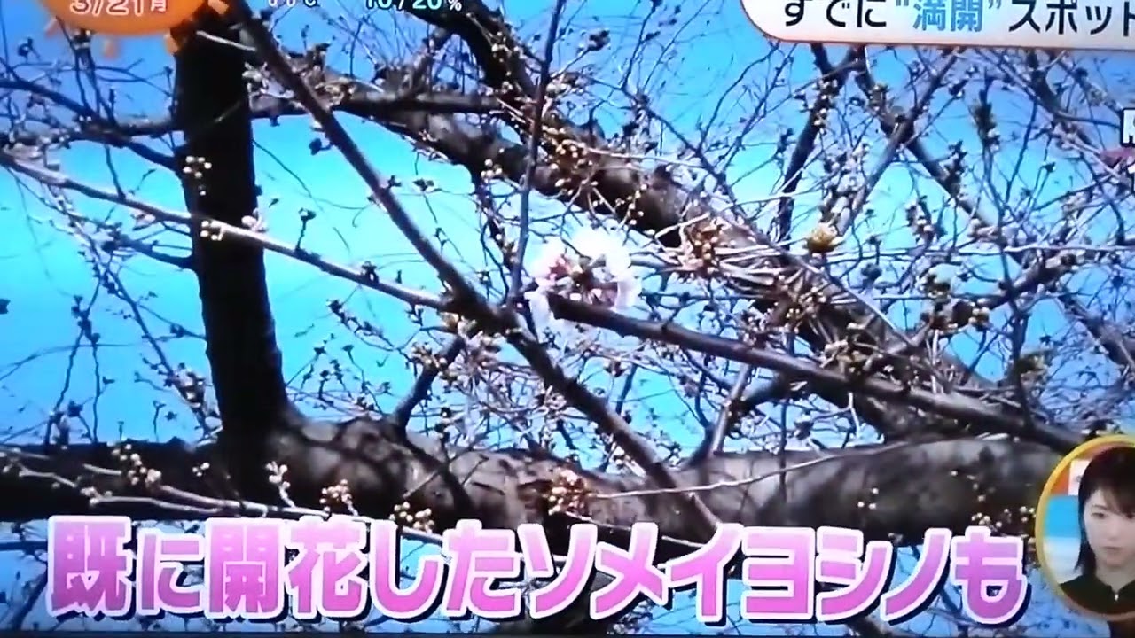 阿部華也子桜リポート①