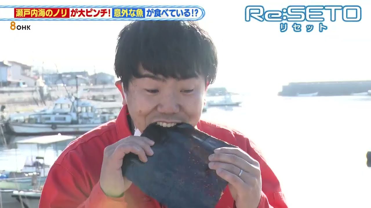 瀬戸内海のノリがピンチ！増えるクロダイによる食害