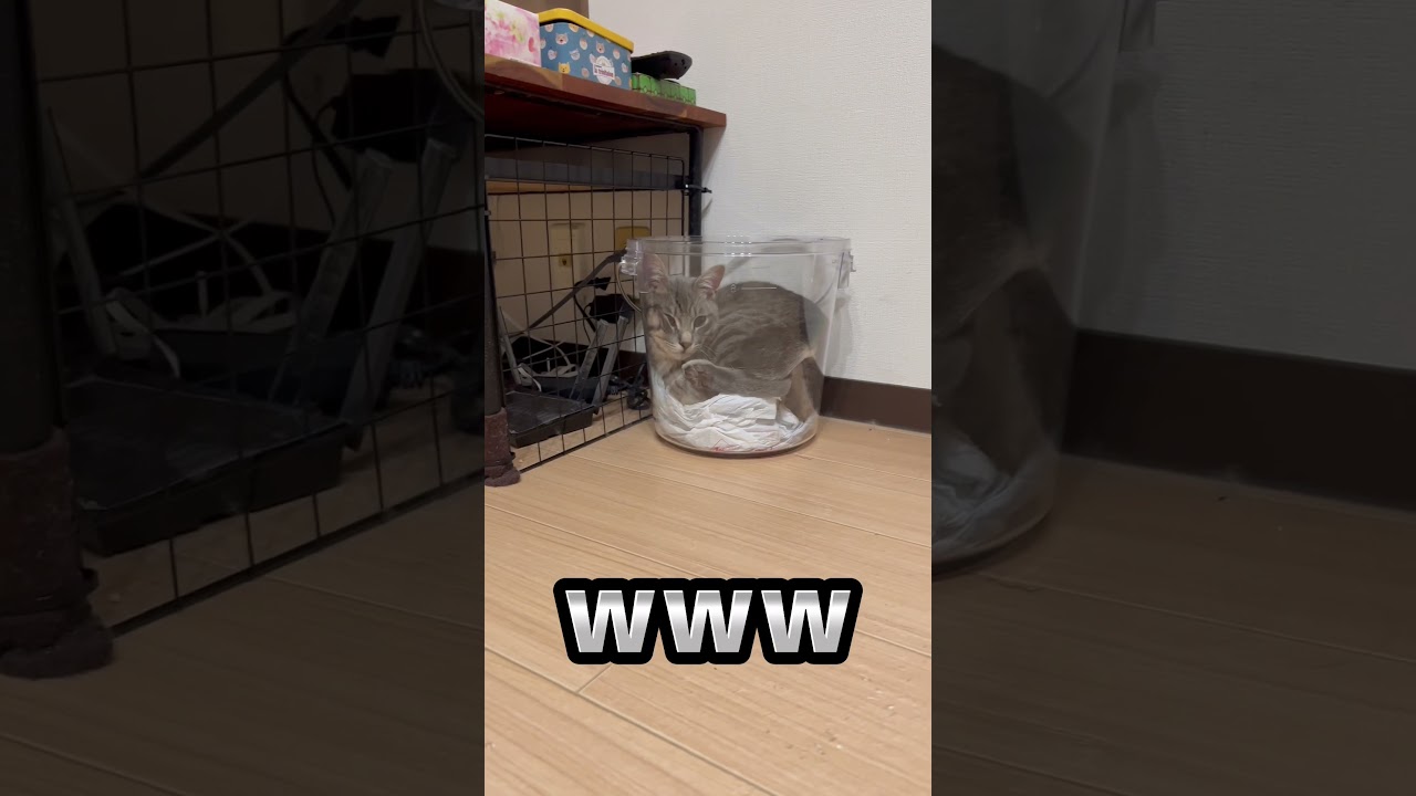 猫はやっぱり液体だった……【2日目】