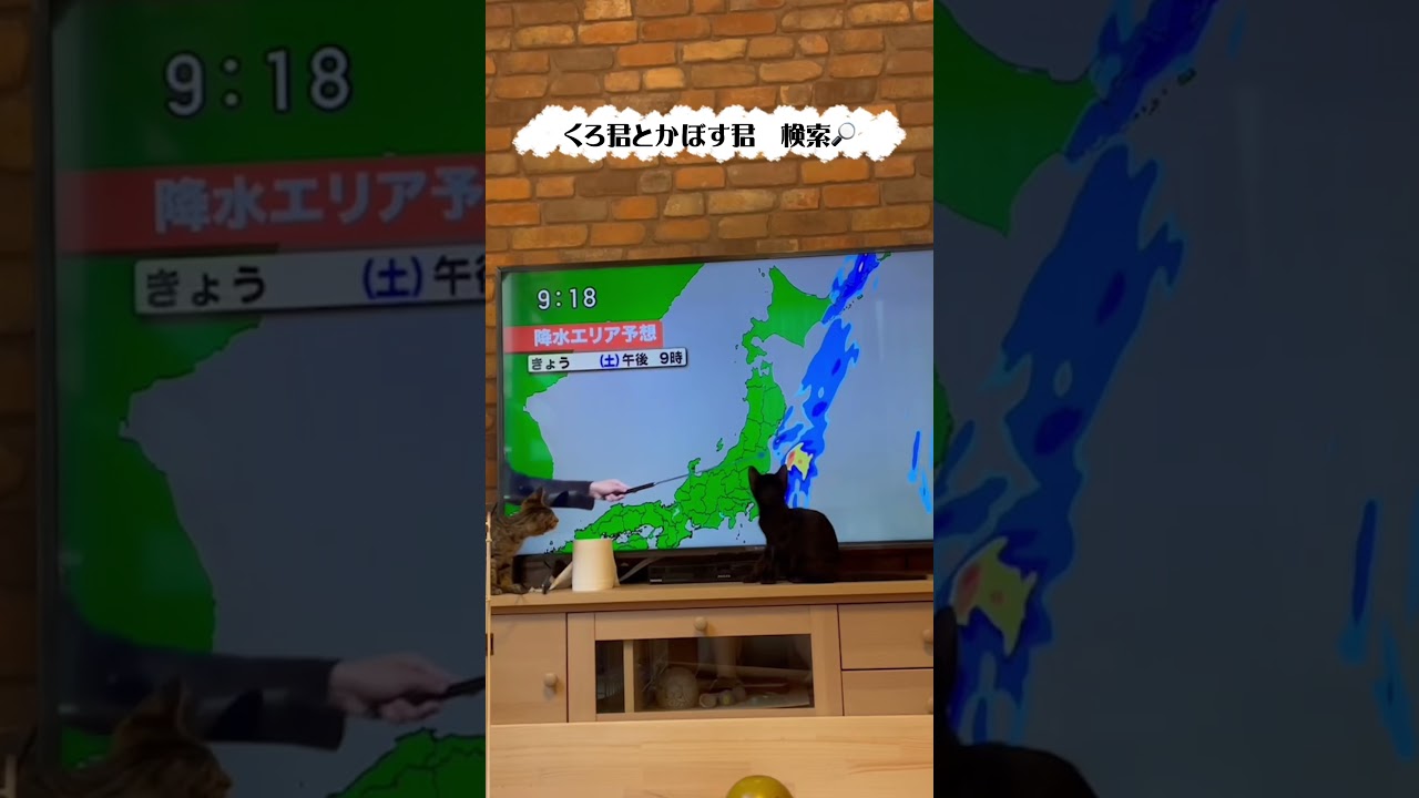 蓬莱さんの天気予報が大好きなくろ君