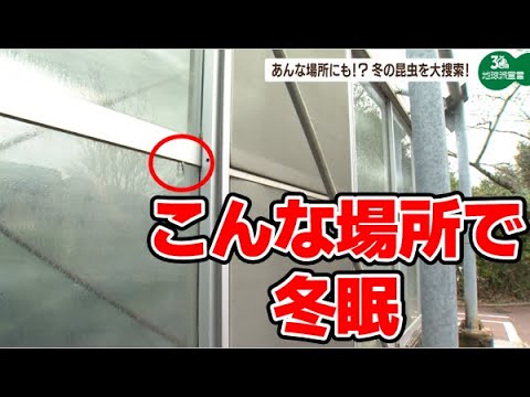あんな場所にも！冬を越す虫たちを大捜索