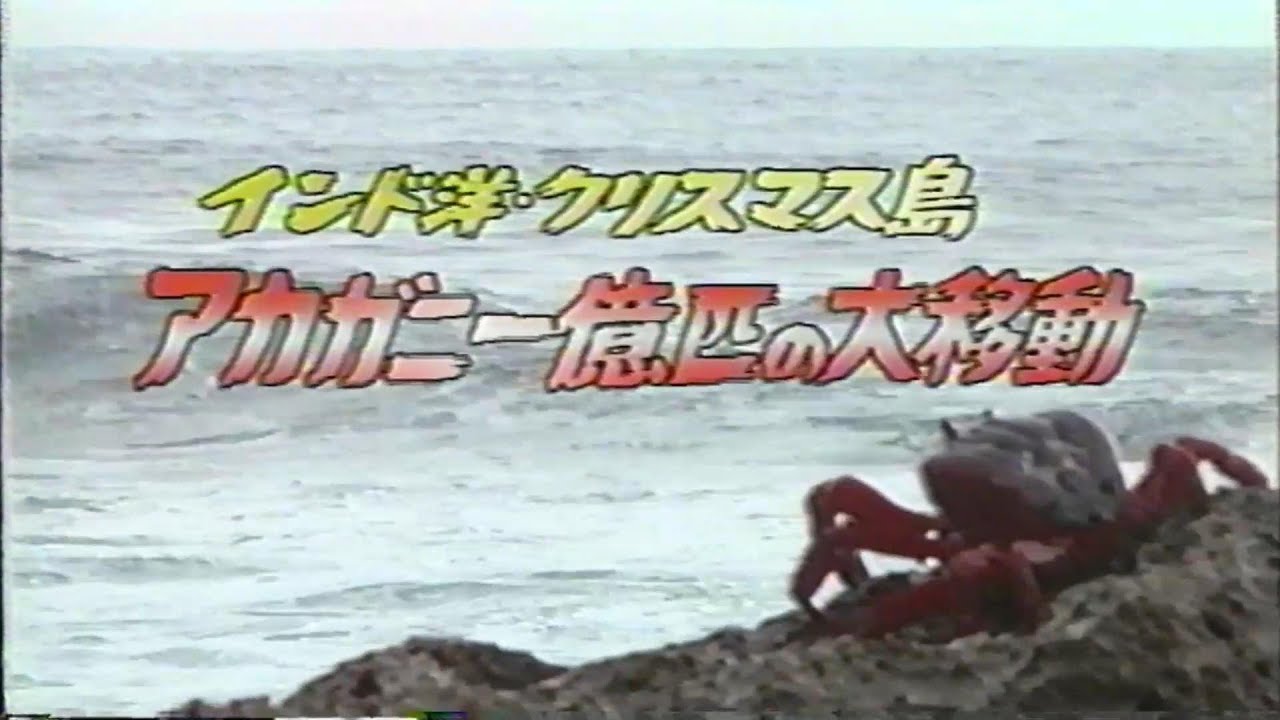 生きもの地球紀行　インド洋クリスマス島　アカガニ一億匹の大移動
