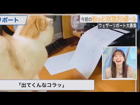 【高山奈々】唐突の猫パンチに過呼吸になる777【ウェザーニュースlive】