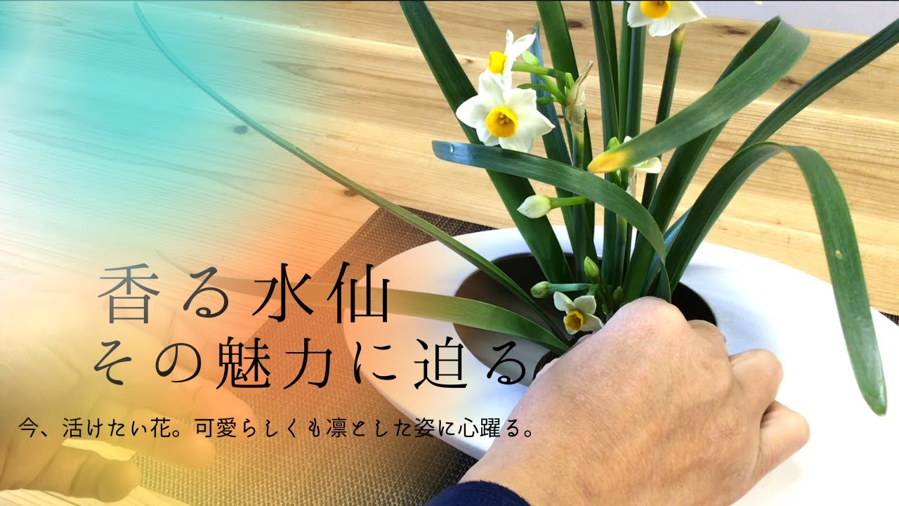 其の十八　香る・水仙の魅力を活ける