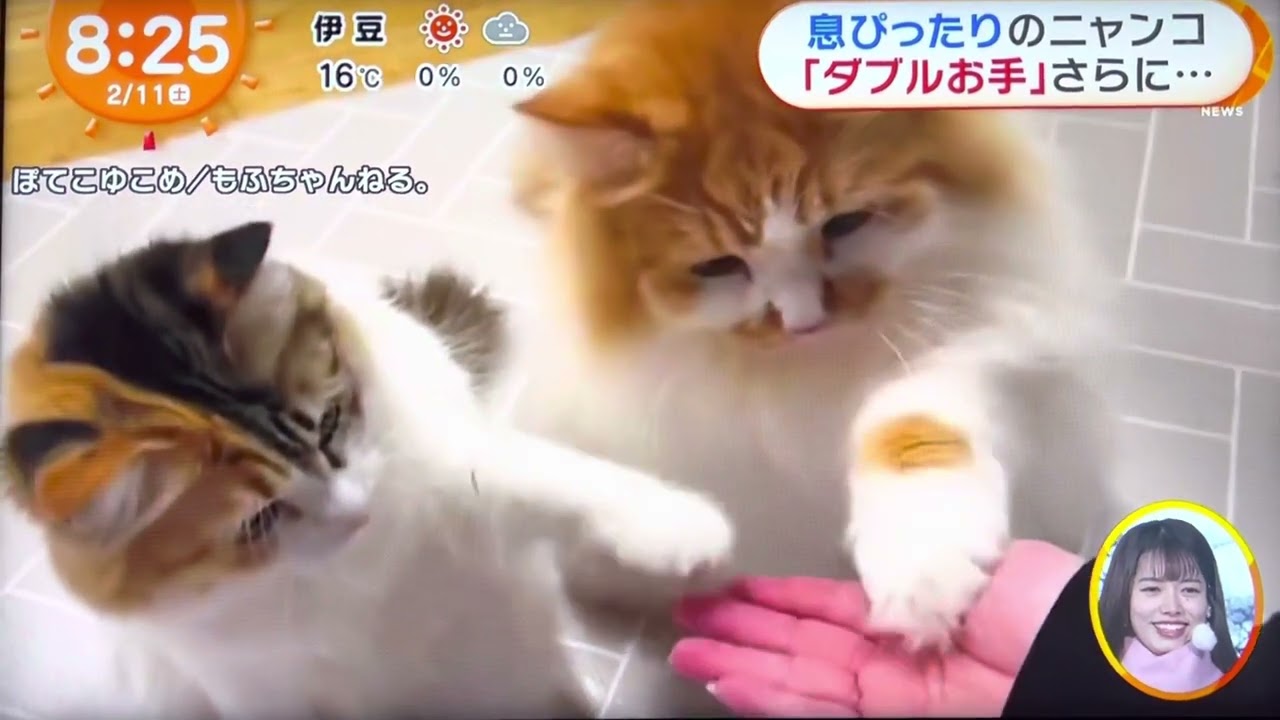 猫もお手が上手「ダブルお手」「トリプルお手」めざましどようび2/11放送