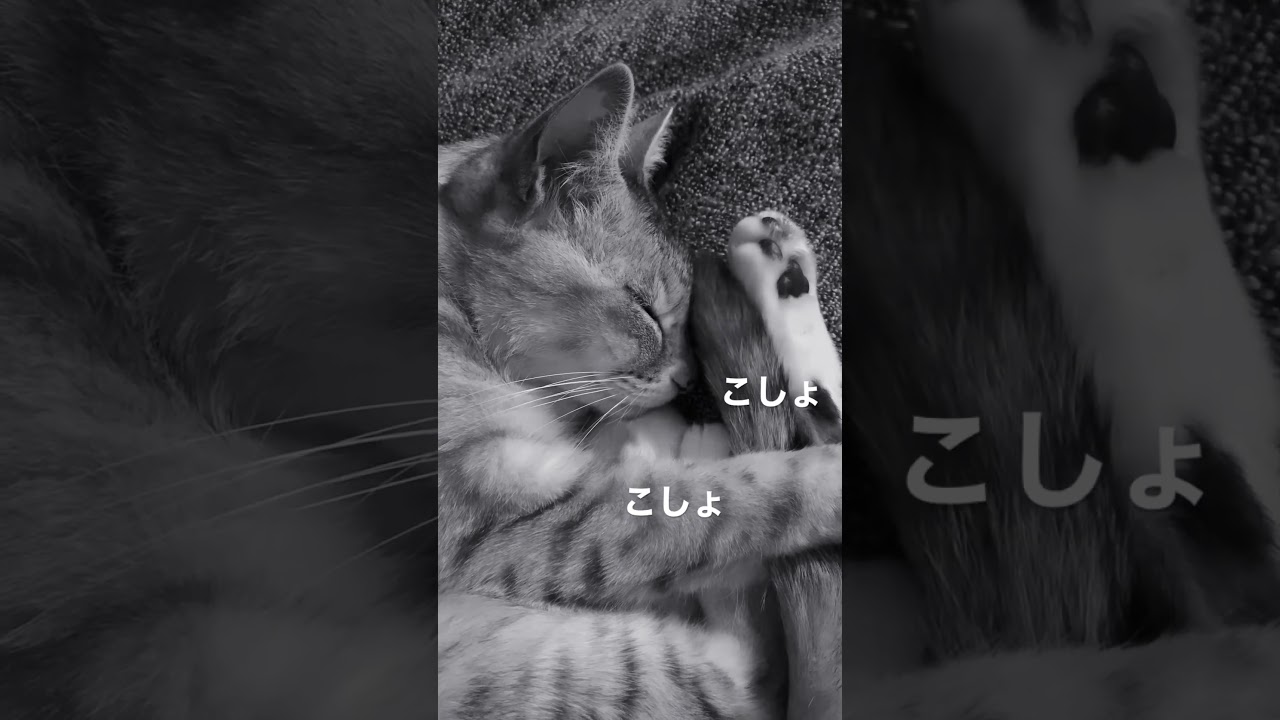 こしょばし猫