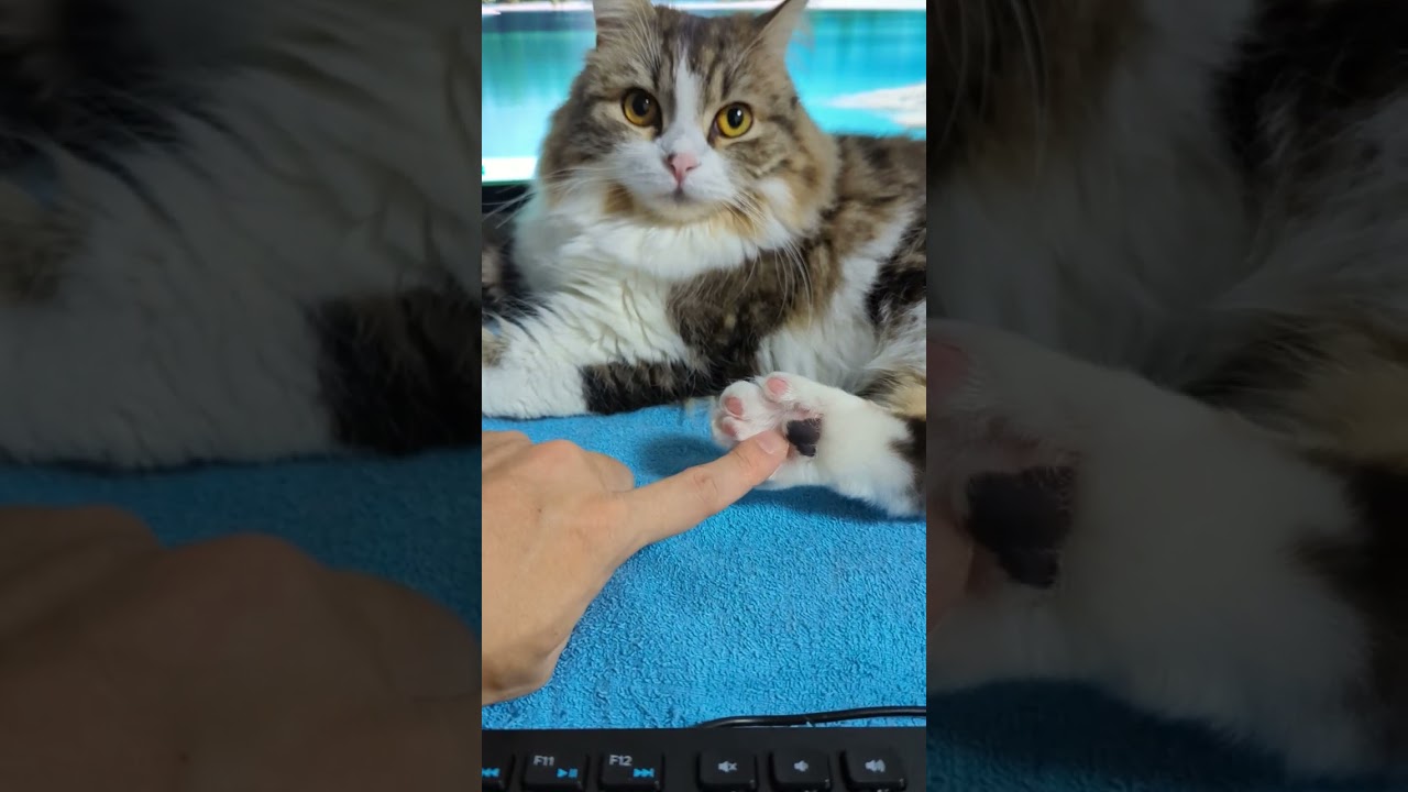 猫の足をこちょこちょすると…