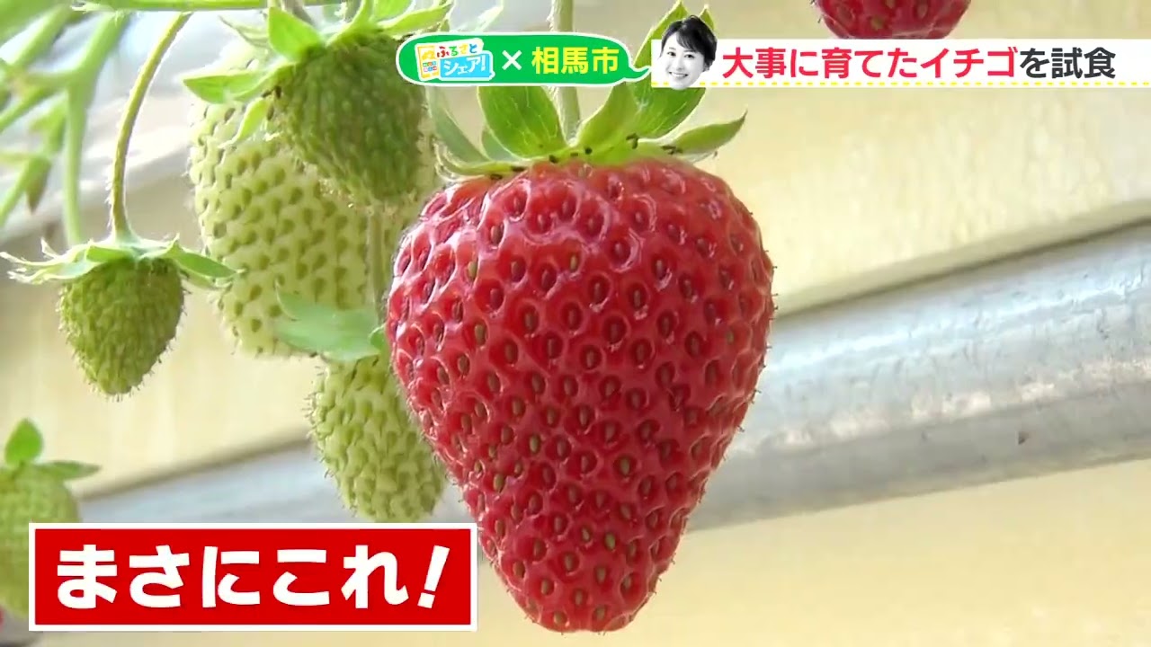 【シェア旅】#78　山崎アナ　イチゴの栽培ハウスへ突入！（2023/1/27）