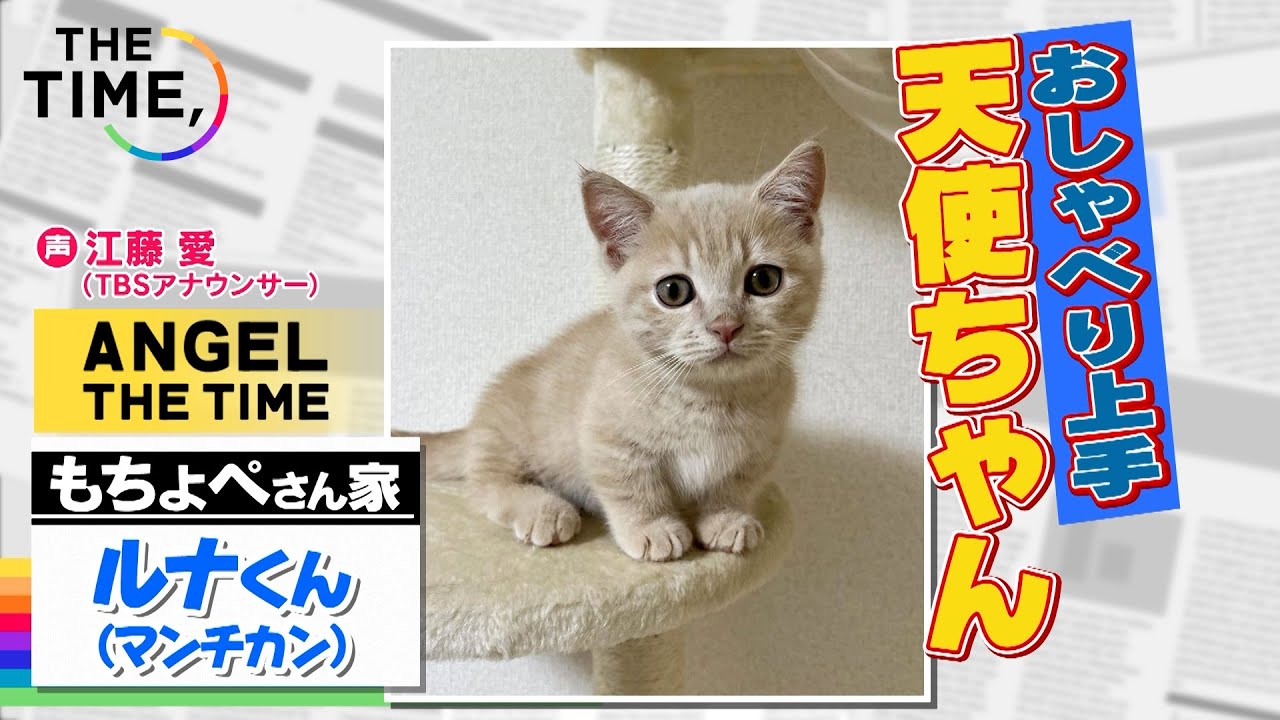【THE TIME,切り抜き】おしゃべり上手なルナくん（今日の天使ちゃん） / 2023.2.15放送