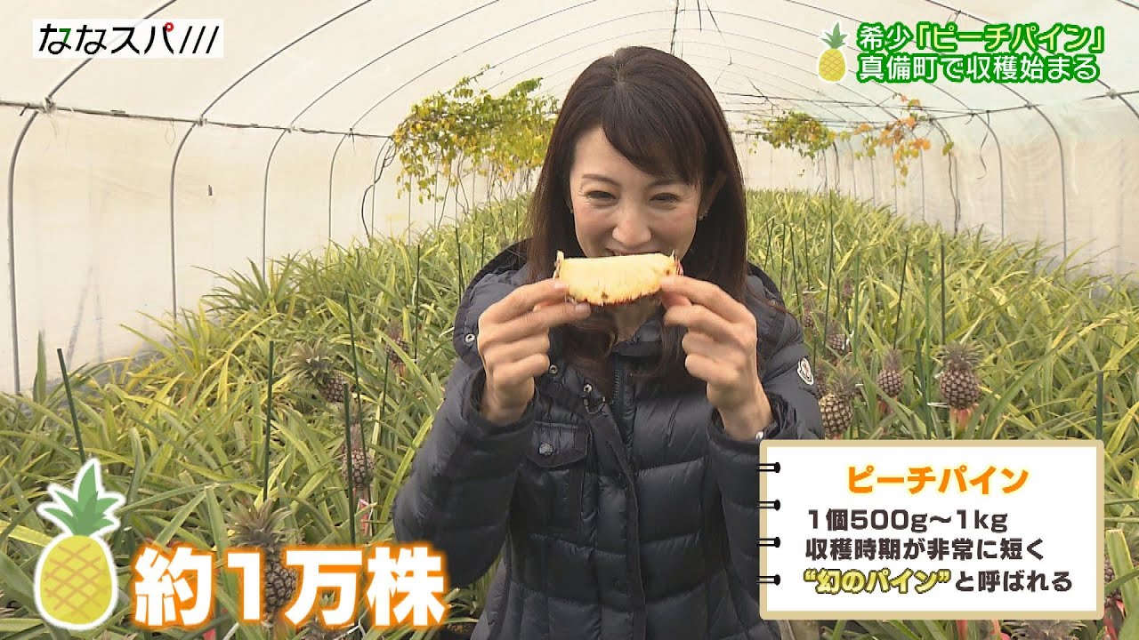 岡山の新たな特産品に！？ピーチパイン収穫始まる