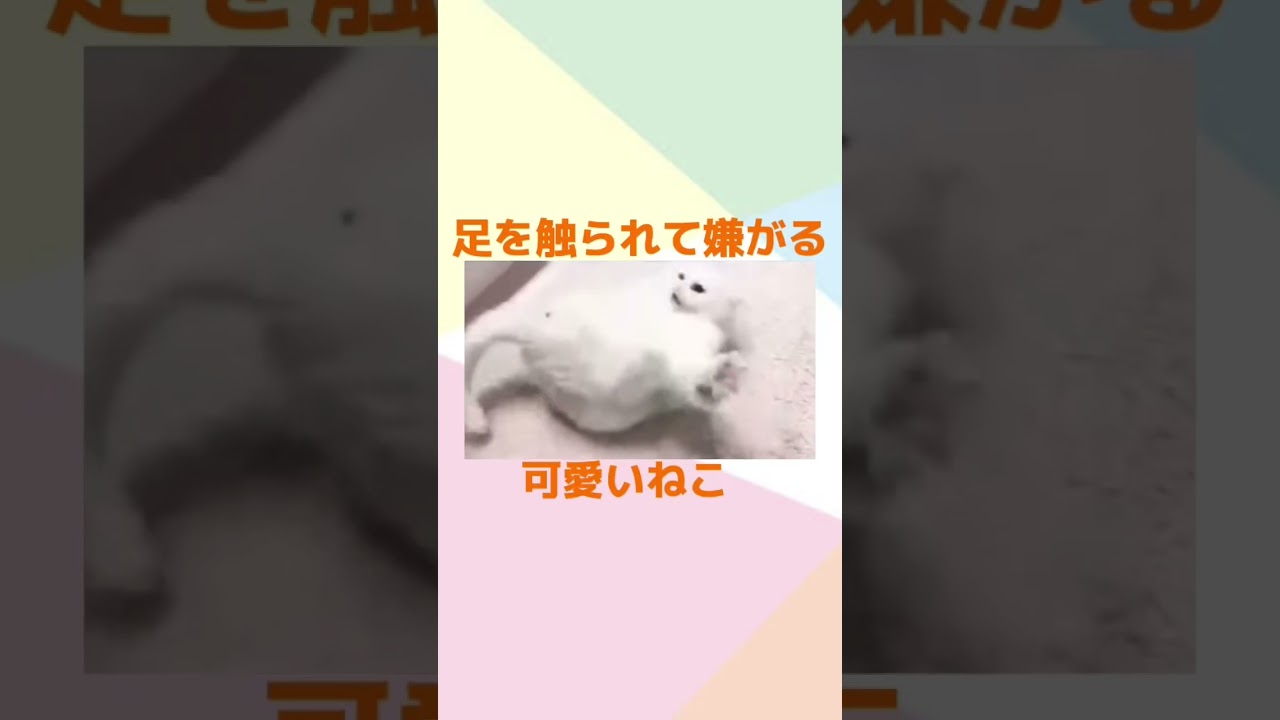 足を触られて嫌がる可愛い猫