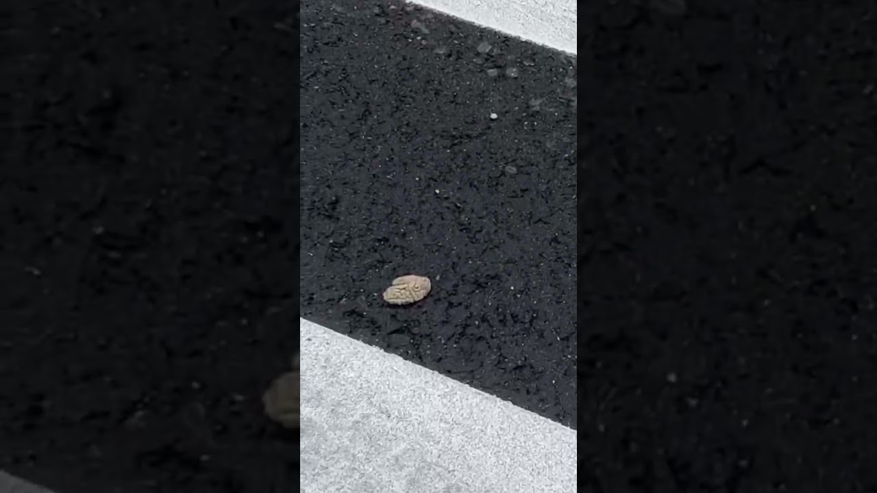 道路に脳みそが落ちてた💦