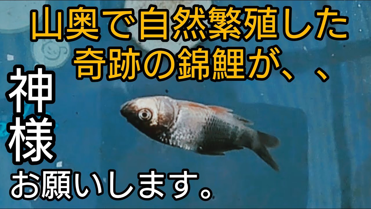 【奇跡の錦鯉】神様どうか助けてください。最善を尽くします。#nisikigoi　#ปลาคราฟ　飼育　　野池　#ガサガサ　#アクアリウム　#錦鯉　#koi　#メダカ