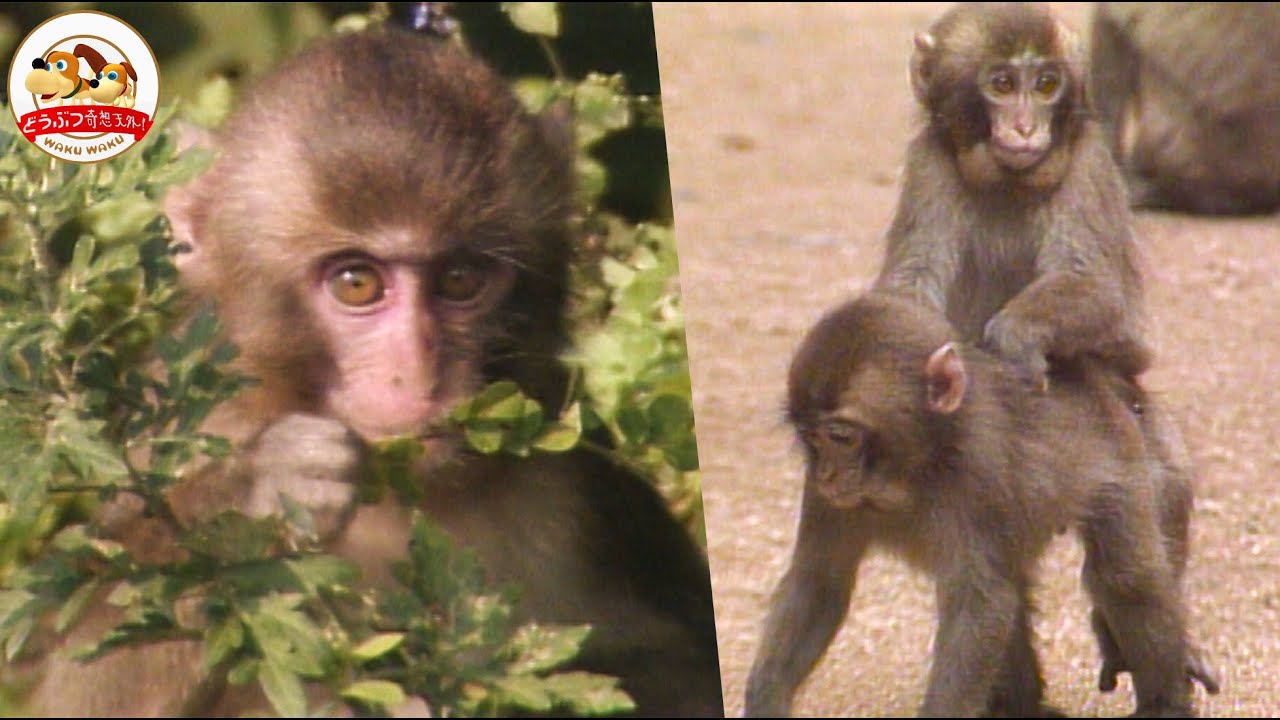 女の子は赤ちゃんの世話！男の子はマウンティングの練習！そして武者修行へ…知られざるニホンザルの世界！ぼくらはこうして生きてゆく（後編）【どうぶつ奇想天外／WAKUWAKU】