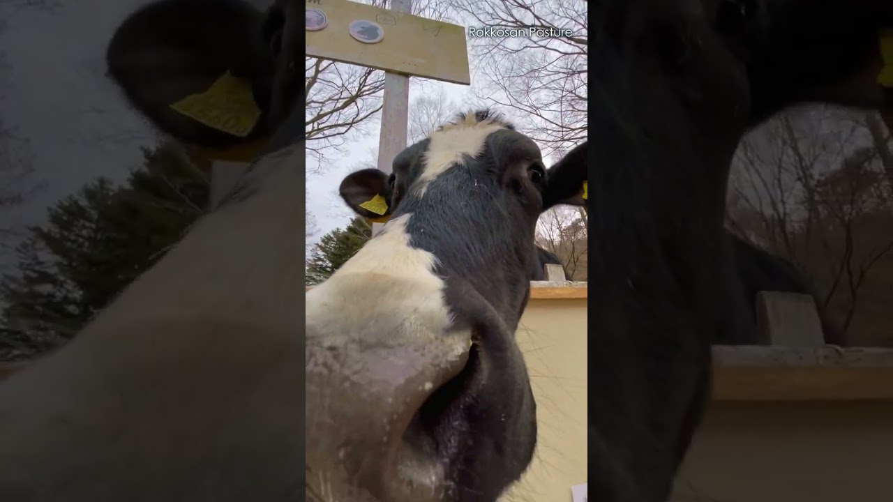 やる気満々のおっしーさん【六甲山牧場】#shorts