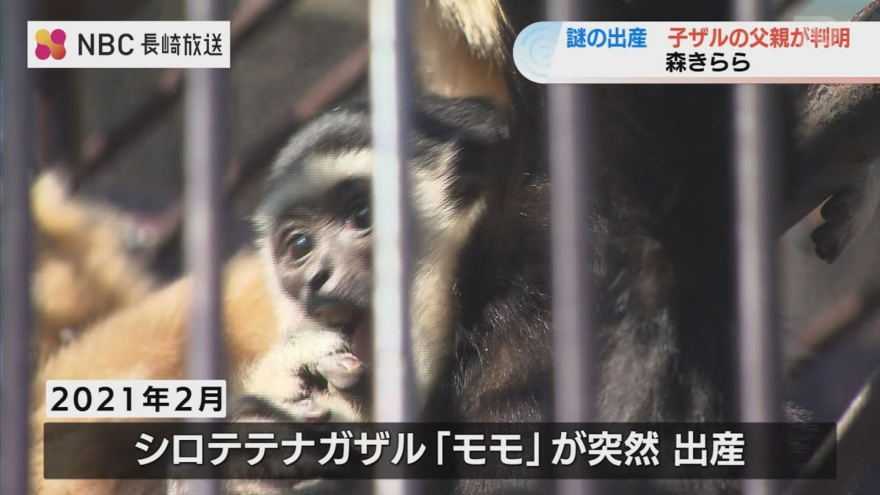 9ミリの穴で…？シロテナガザル モモの“謎の出産”で 赤ちゃんの父親がDNA鑑定で判明【長崎・佐世保】