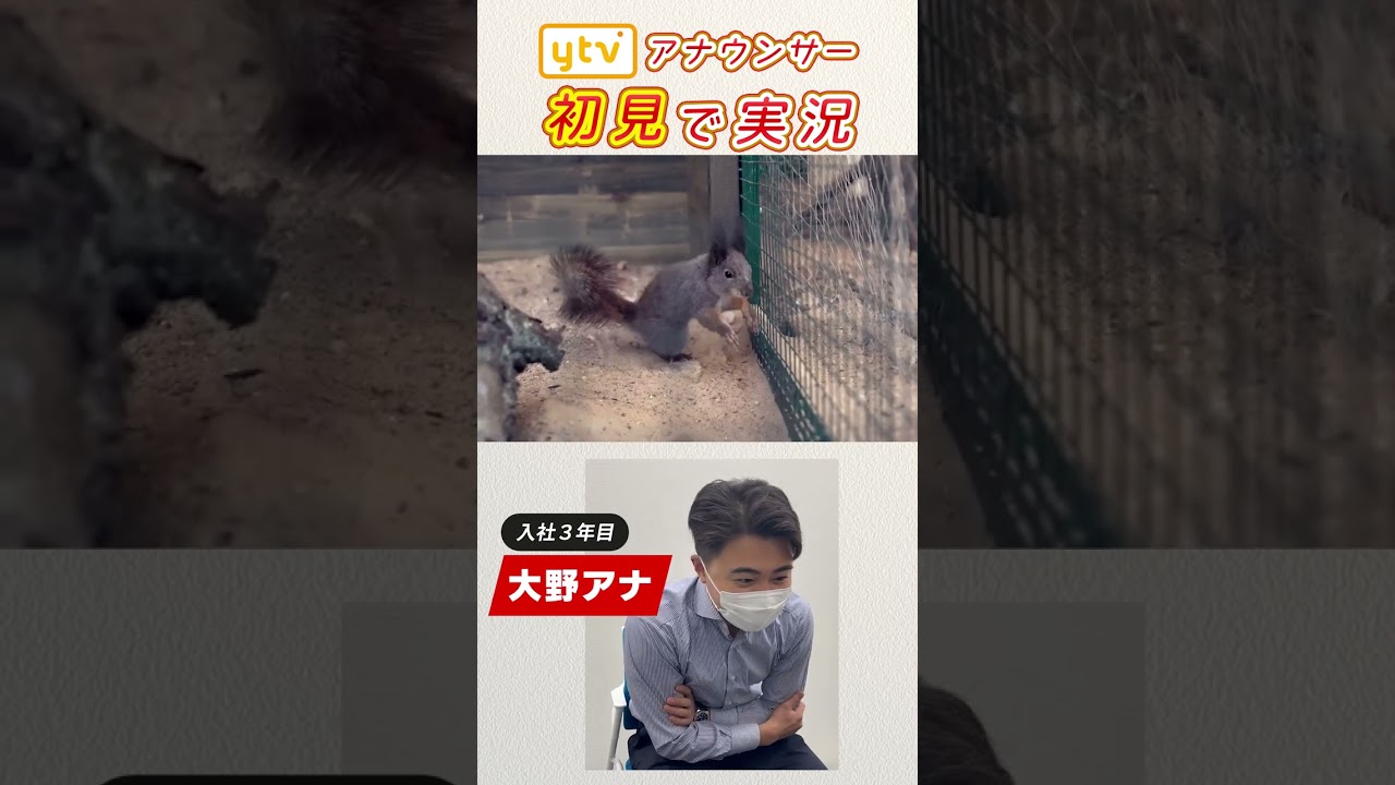 【大野アナ】可愛い動物の動きを初見で実況してみた。   #shorts