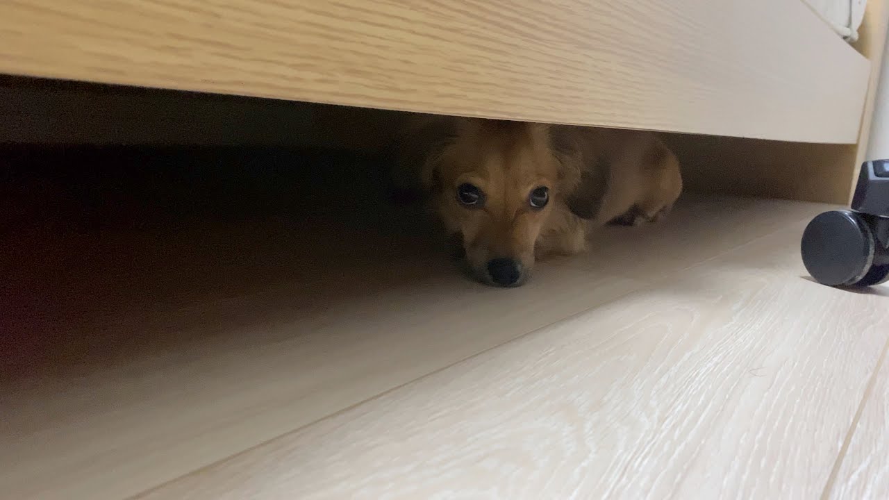 拗ねててもあることをすると一瞬で許しちゃう犬