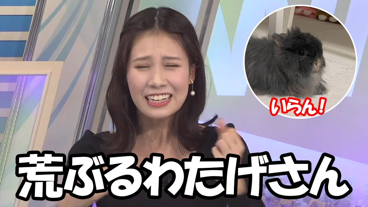 【戸北美月】わたげさんが拒否反応を示したためにこたつを1日で片づけることになったお天気お姉さん