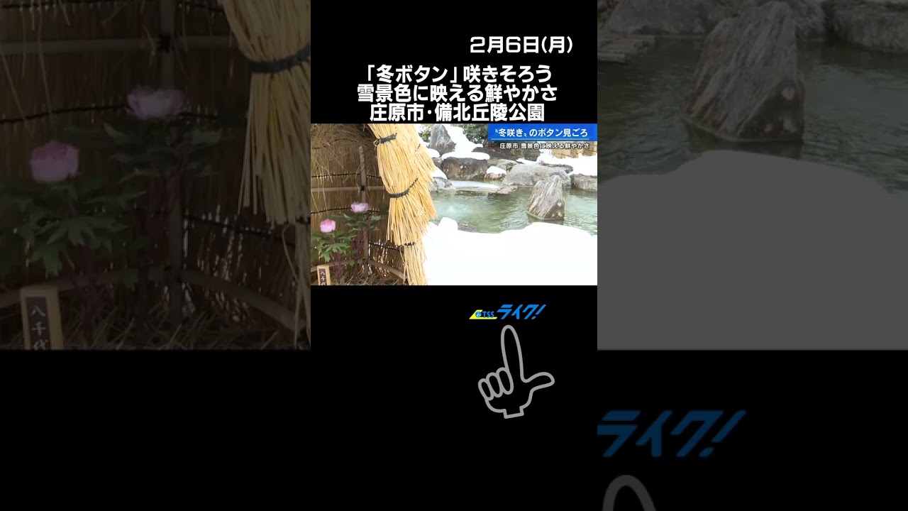 「冬ボタン」咲きそろう　雪景色に映える鮮やかさ　広島県庄原市・備北丘陵公園　#shorts #冬ボタン #花