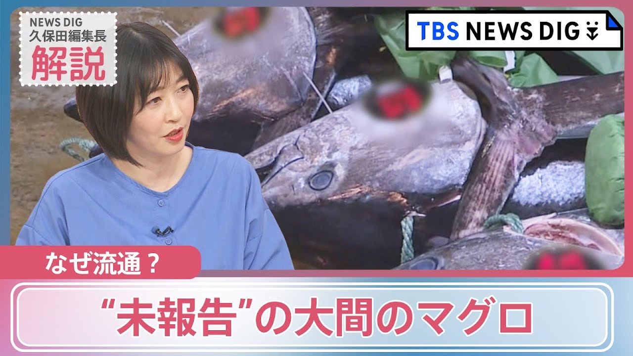 漁業関係者「みんな仕方ないと思っている」大間マグロ漁獲未報告事件　背景は？｜TBS NEWS DIG
