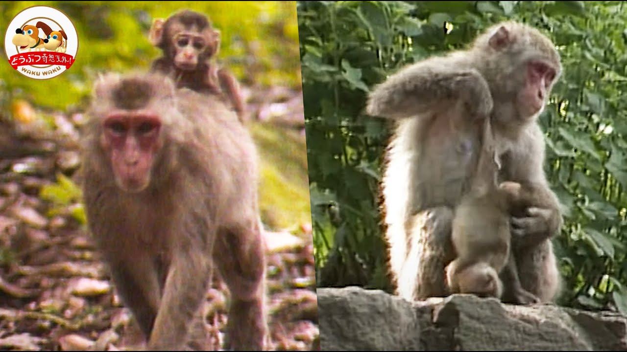【閲覧注意】死んだ子どもを抱き続ける母親…過酷な自然の中で生きるニホンザルの本当の姿！ぼくらはこうして生きてゆく（前編）【どうぶつ奇想天外／WAKUWAKU】