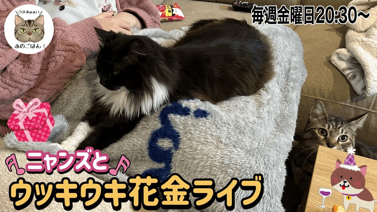 毎週金曜日はニャンズとウッキウキ花金ライブ（プレゼントが当たるよ）