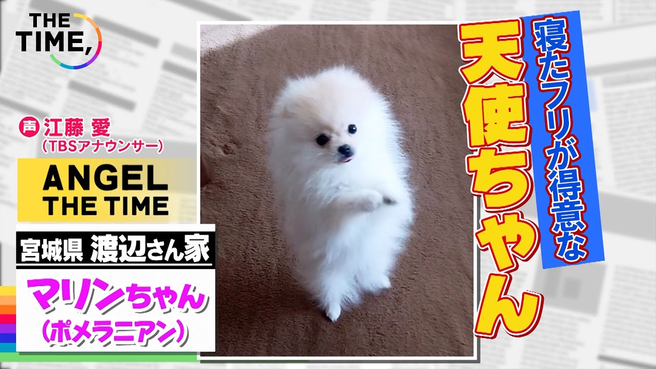 【THE TIME,】今日の天使ちゃん『寝たフリが得意なポメラニアン』/ 2023.2.3放送