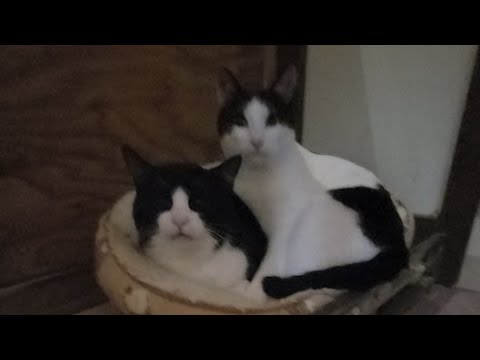 【譲渡型保護猫カフェ】明日は譲渡会❣️😻参加猫ちゃんのご紹介と…etc