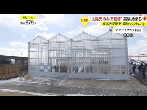 世界初“太陽光のみで栽培”実験始まる 東北大学開発 蓄熱システム〈仙台市〉 (23/01/31 19:29)