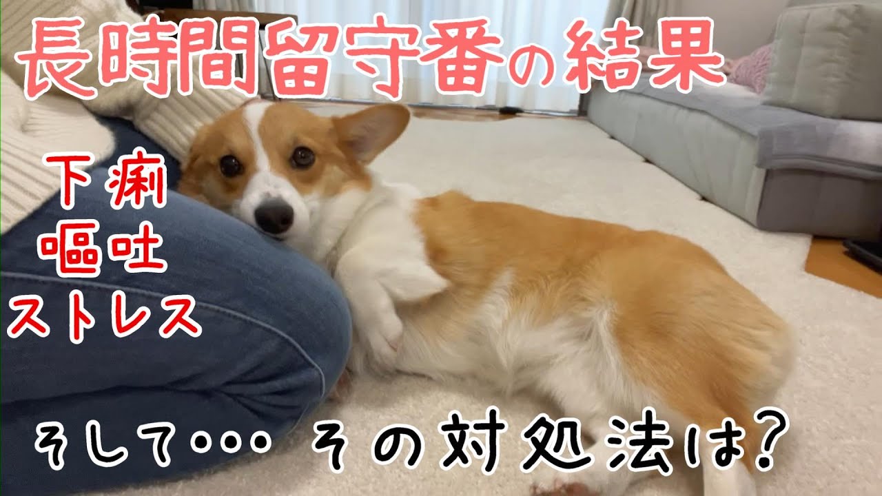 【コーギー子犬】長時間の留守番をさせた結果ストレスで先輩犬が体調を壊してしまいました/下痢をしてる時のごはんは？