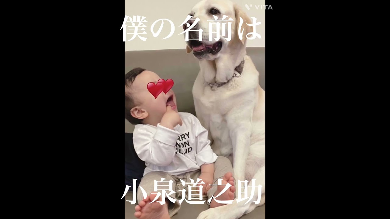 僕の名前は小泉道之助。おじいちゃんは小泉純一郎。#Shorts#小泉進次郎#滝川クリステル
