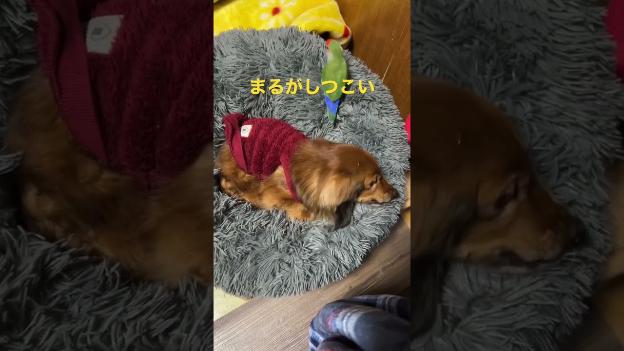 【マロッピーズショート】【コザクラインコ】🦜まるがしつこい！#shorts