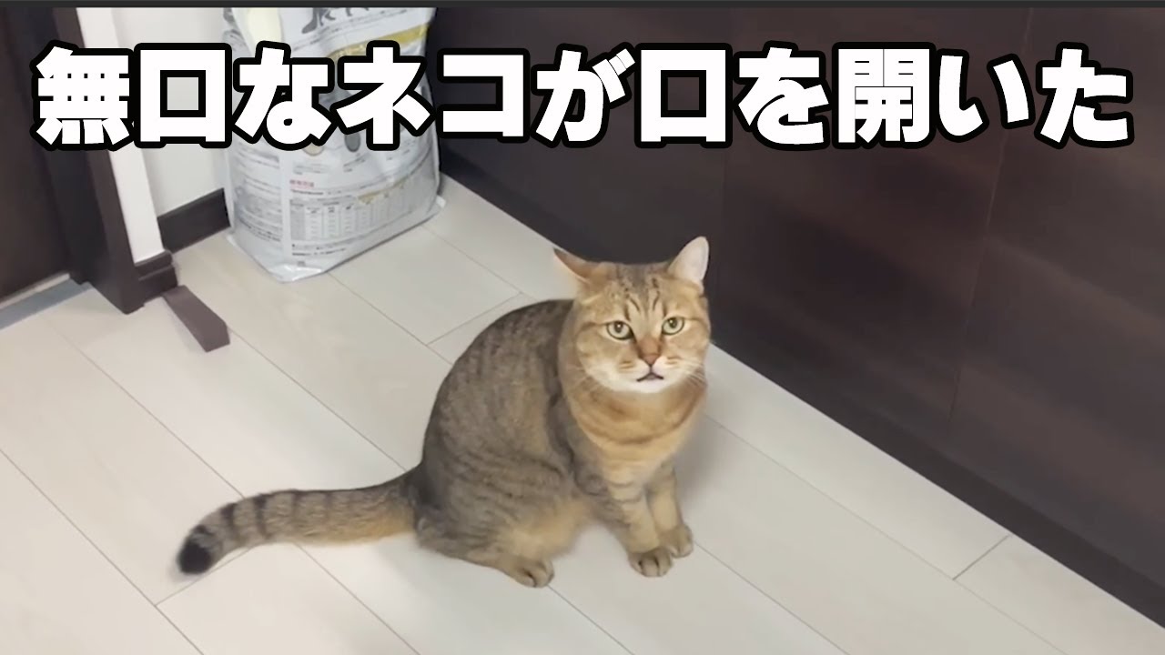 無口な猫が珍しくにゃむにゃむ喋りかけてきたので…