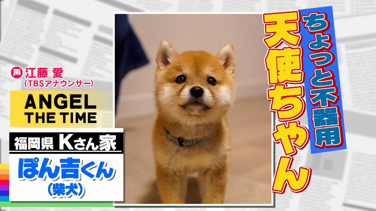【THE TIME,】今日の天使ちゃん『不器用なぽん吉くん（柴犬）』/ 2023.2.7放送