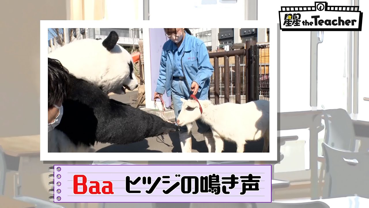 Baa（ヒツジの鳴き声）【ベラベラENGLISH　星星 the Teacher】