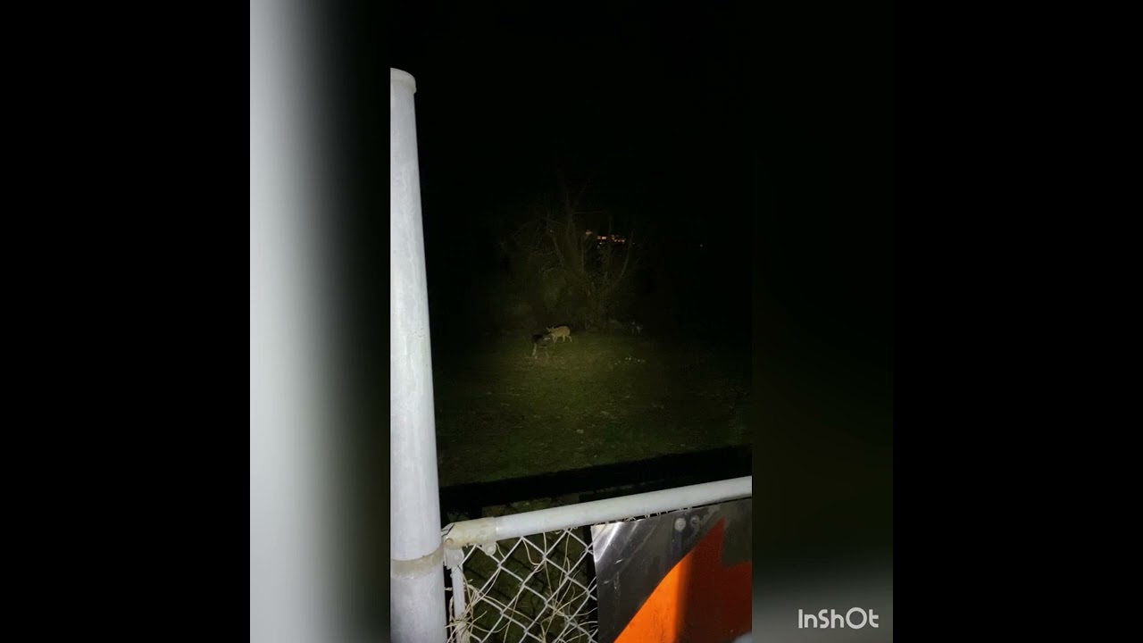 野犬の群れ