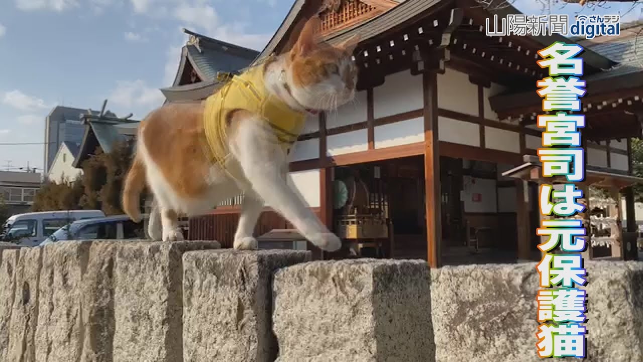 名誉宮司は元保護猫　岡山・伊勢神社のてんちゃん活動中（2023/2/12）