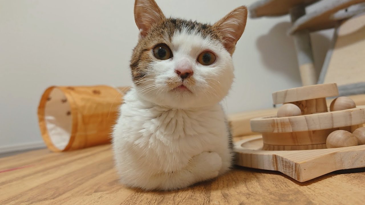 両足不自由な子猫の絶妙に出来てない香箱座りが可愛すぎるんですが